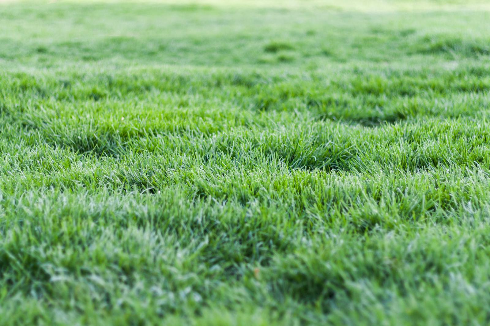 Healthy lush green Bermuda lawn freshly mowed in summer light.